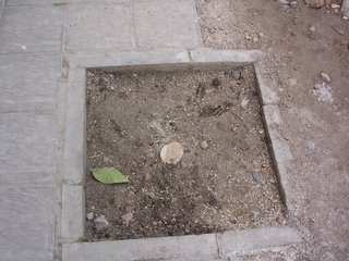 taronger tallat.1.jpg, 21 KB